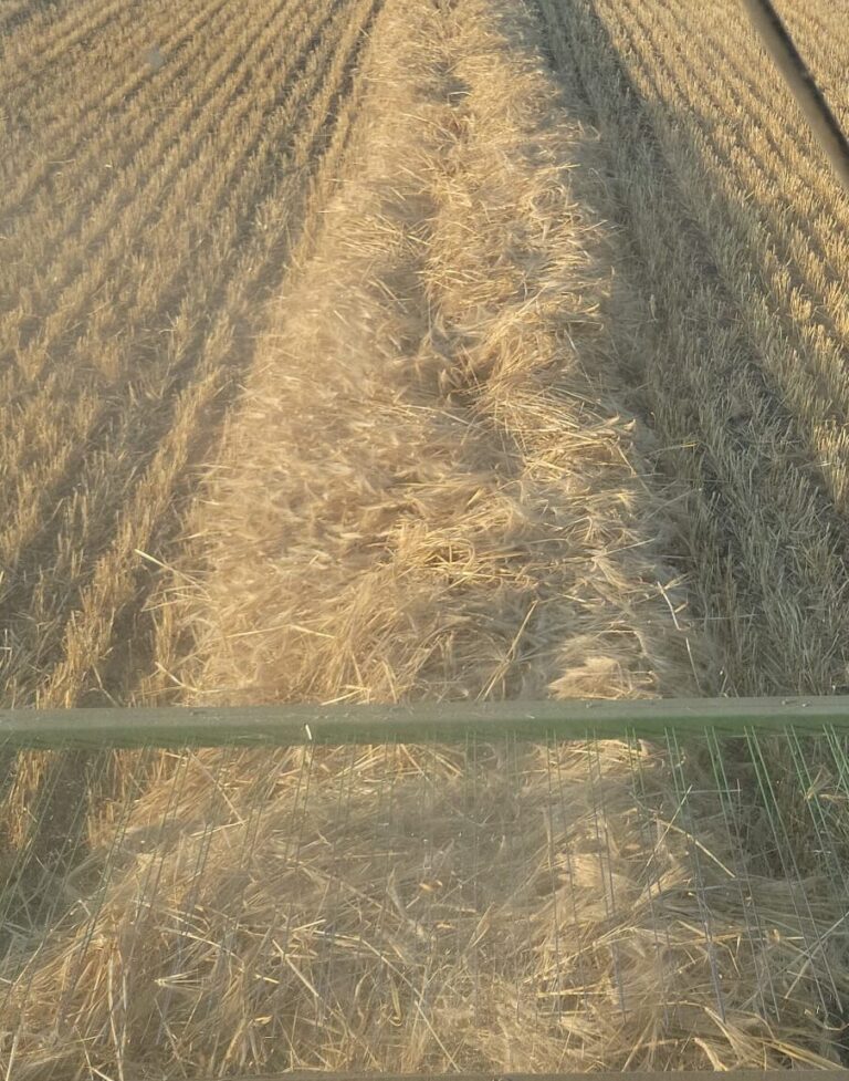 Harvest Progressing Quickly Across Alberta, Yields Down In Central Region