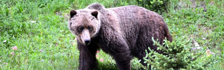 Bear banner (Supplied, Alberta Parks)