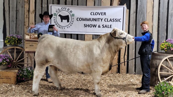 Grand Champion steer with Liam Havens at Clover Community Classic on May 20, 2025. (Ris Schultz, mymountainviewnow.com)
