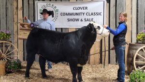 Reserve Grand Champion steer with Brynn Hagel at Clover Community Classic on May 20, 2025. (Ris Schultz, mymountainviewnow.com staff)