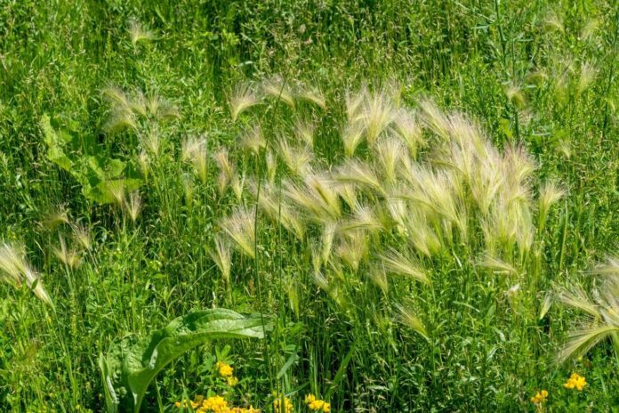 Foxtail (Supplied, Rocky View County)