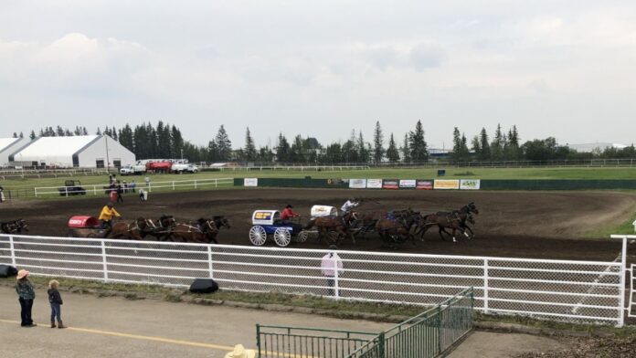 Riley Braaten hunts down the finish line to post the fastest time on Night 1 of this year's North American Pony Chuckwagon Championships in Heat 8 at Westerner Days in Red Deer on July 16, 2025. (Galen Hartviksen, mymountainviewnow.com)