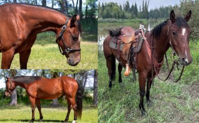 (Supplied, Alberta RCMP Media Group)