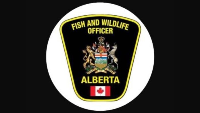 (Alberta Fish and Wildlife Enforcement Services Facebook page)