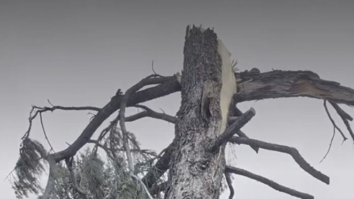 (For Trees Company Facebook page)