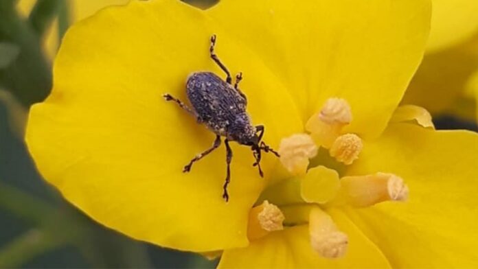 (Supplied, Alberta Canola)